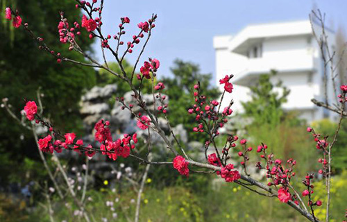 綿竹市武都鎮(zhèn)學校